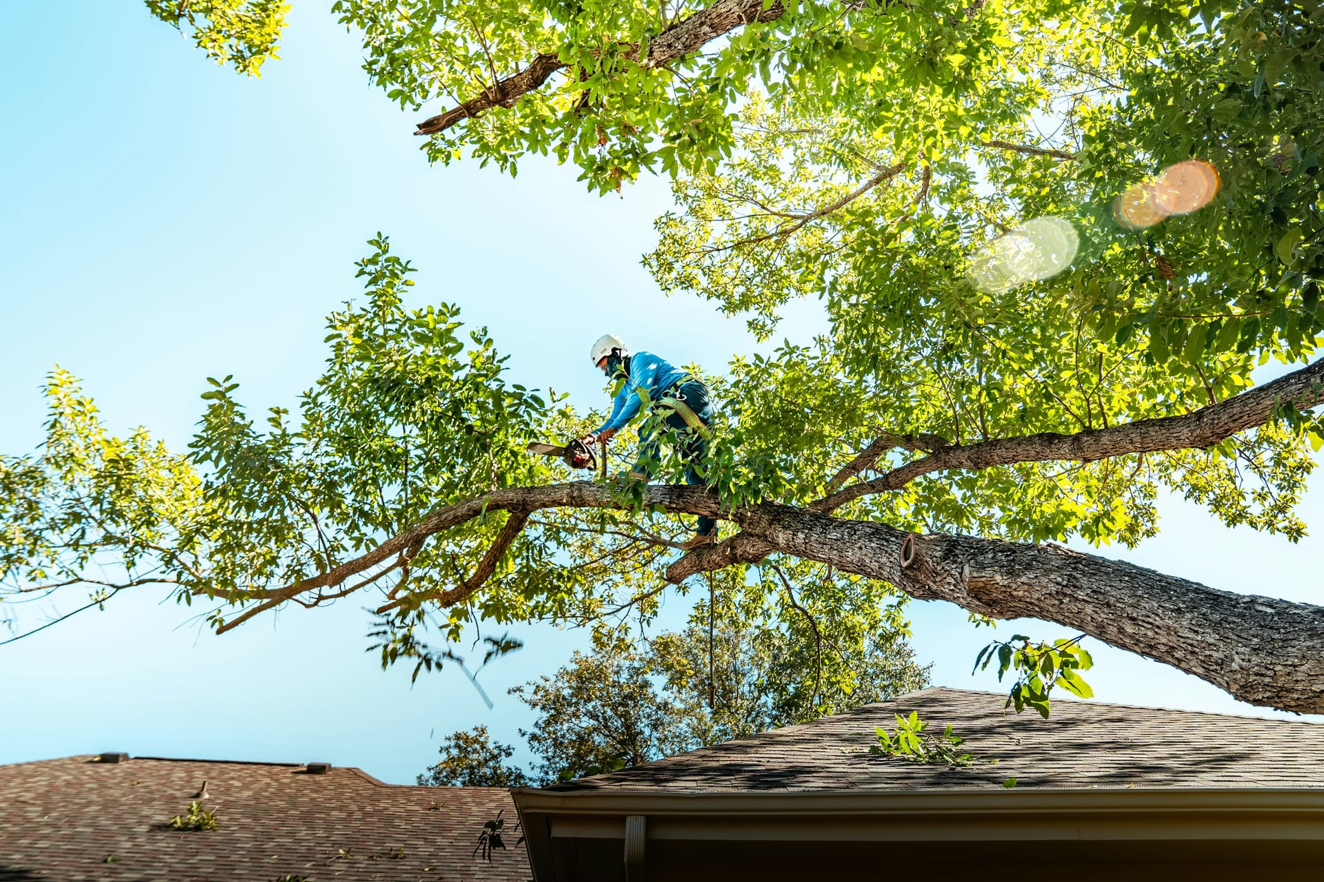 An arborist roped into the canopy of a large tree, cutting a limb with a chainsaw